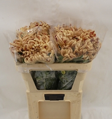 Chrysanth Single Vienna Copper 70cm 65gr.