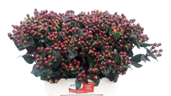 Hypericum Coco Montana 65cm