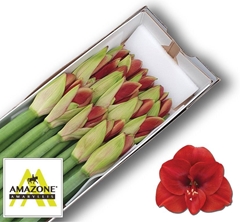 Hippeastrum Ferrari 75cm