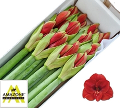 Hippeastrum Ferrari 70cm