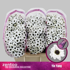 Chrysanth Santini Yin Yang 55cm 48gr.
