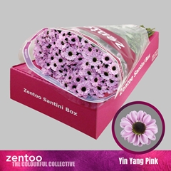 Chrysanth Santini Yin Yang Pink 55cm 44gr.