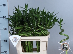 Dracaena Lucky Bamboo 50cm