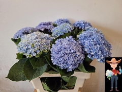 Hydrangea Revolution Blue 60cm 10-12cm Hd