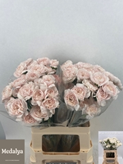 Dianthus Single Rosalba 60cm