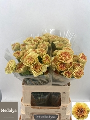 Dianthus Single Happy Haru 60cm