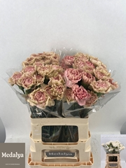 Dianthus Single Happy Braun 60cm