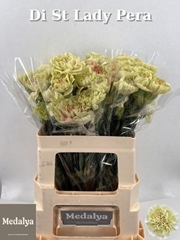 Dianthus Single Lady Pera 60cm