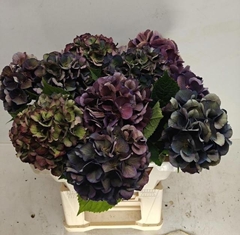 Hydrangea Royal King Classic 50cm 12-14cm Hd