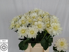 Dahlia Siberia 55cm