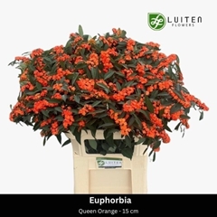 Euphorbia Fulgens Spray Queen Of Orange 80cm 15cm Hd