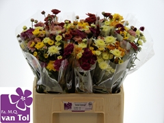 Chrysanth Spray Mix 60cm 45gr.