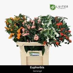 Euphorbia Fulgens Mix 70cm 5cm Hd