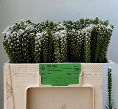 Liatris Spicata Alba 50cm