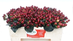 Hypericum Coco Montana 45cm