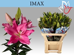 Lily Oriental Imax 85cm 5+