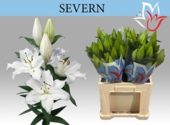 Lily Oriental Severn 60cm 3+