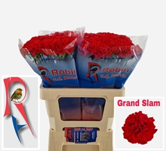 Dianthus Single Grand Slam 60cm