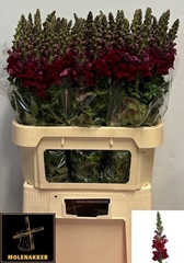 Antirrhinum Potomac Red 75cm