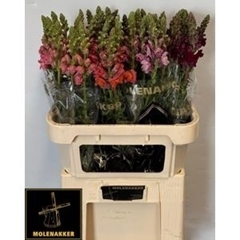 Antirrhinum Mix 75cm
