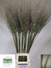 Calamagrostis Brachytricha 90cm