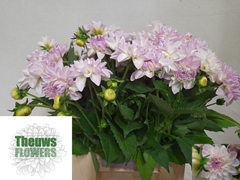 Dahlia Eveline 50cm