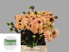 Dahlia Yellow Jill 50cm