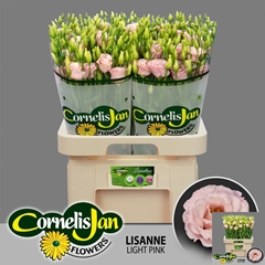 Eustoma Double Lisanne Light Pink 70cm