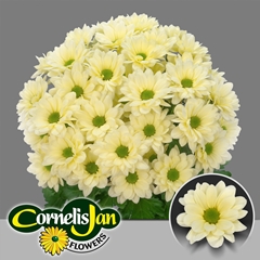 Chrysanth Spray Resq Cream 70cm 100gr.