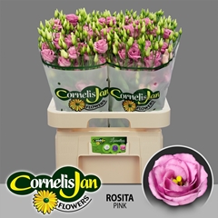 Eustoma Double Rosita Rose Pink 70cm
