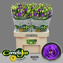 Eustoma Double Rosita Blue 70cm