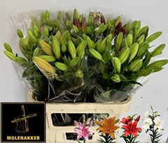 Lily La Mixed 75cm 3+