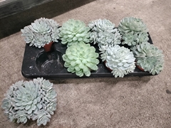 Echeveria Mix 12Ø 15cm