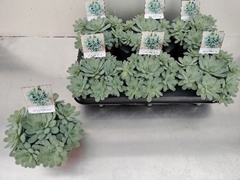 Echeveria Elegans 11Ø 15cm