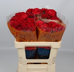 Dianthus Single Red Moon+ 55cm