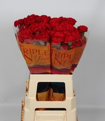 Dianthus Single Red Moon+ 65cm