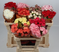 Dianthus Single Mix 50cm