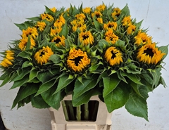 Helianthus Sunrich Orange 80cm