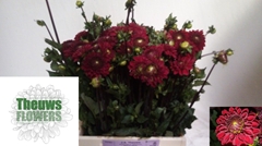 Dahlia Viking 50cm