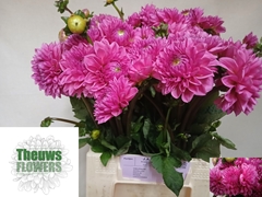 Dahlia Sandra 50cm
