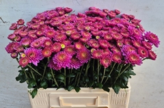 Chrysanth Spray Blenda Purper 60cm 50gr.
