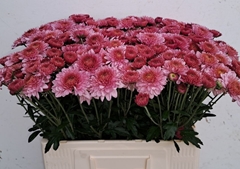 Chrysanth Spray Blenda 60cm 50gr.