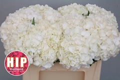 Hydrangea Cannonball 50cm 16-18cm Hd