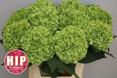Hydrangea Cannonball Classic 80cm 22-24cm Hd