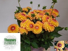 Dahlia Sunny Boy 50cm