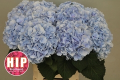 Hydrangea Verena Blue 60cm 16-18cm Hd