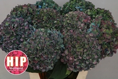 Hydrangea Pimpernel Classic 80cm 22-24cm Hd