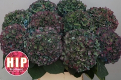Hydrangea Pimpernel Classic 100cm 24-26cm Hd