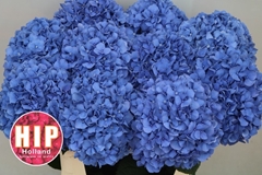 Hydrangea Pimpernel 80cm 18-20cm Hd