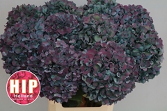Hydrangea Pimpernel Classic 60cm 20-22cm Hd